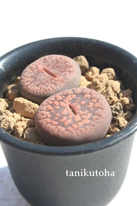 ʁAт񂾂܁Ag[vX-Lithops fulviceps