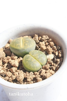 ArjJAg[vX-Lithops lesliei 'Albinica'