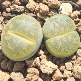 ArjJAg[vX-Lithops lesliei 'Albinica'