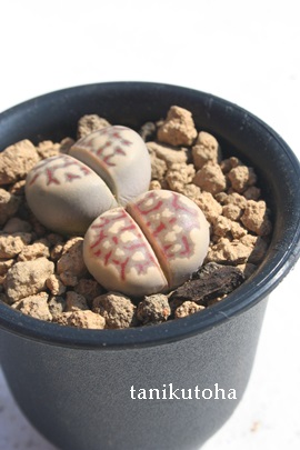 ʁAꂢ傭Ag[vX-Lithops dorotheae