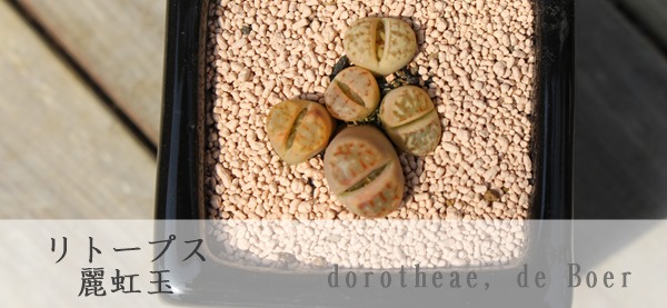 ʁAꂢ傭Ag[vX-Lithops dorotheae