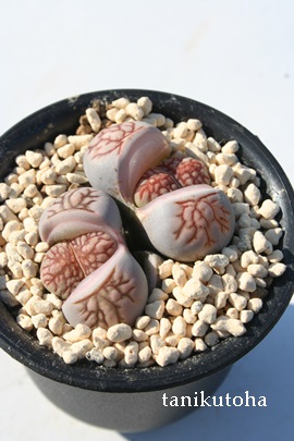 e͋,傤傭Ag[vX-Lithops 