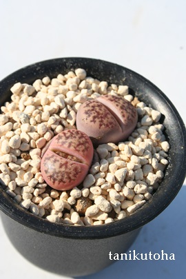 XʁA񂲂܁Ag[vX-Lithops 