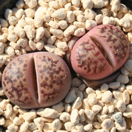 XʁA񂲂܁Ag[vX-Lithops 