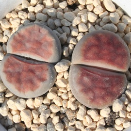 錷ʁAグ񂬂傭Ag[vX-Lithops karasmontana var. lericheana