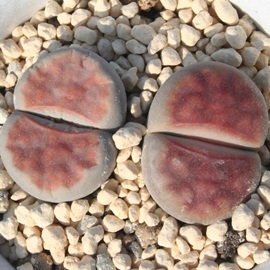 錷ʁAグ񂬂傭Ag[vX-Lithops karasmontana var. lericheana