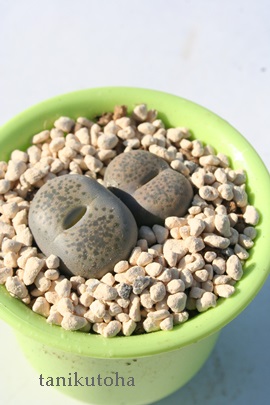 t,ꂢ񂬂傭Ag[vX-Lithops lesliei 