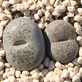 t,ꂢ񂬂傭Ag[vX-Lithops lesliei 