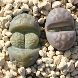 GZ[Ag[vX-Lithops erise