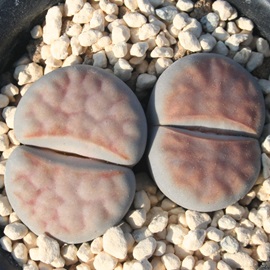 ߋʁA͂܁Ag[vX-Lithops bella