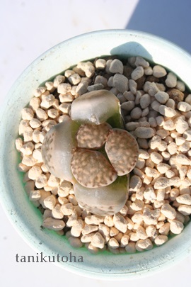 Rg[vXAg[vX-Lithops 