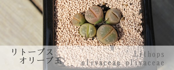 I[uʁAg[vX-Lithops Lithops olivaceae olivaceae
