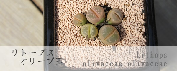 I[uʁAg[vX-Lithops Lithops olivaceae olivaceae