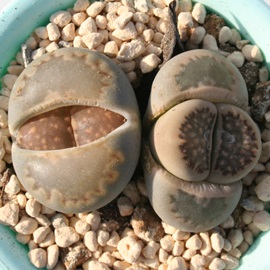 ʁAӂ炢傭Ag[vX-Lithops julii ssp. fulleri