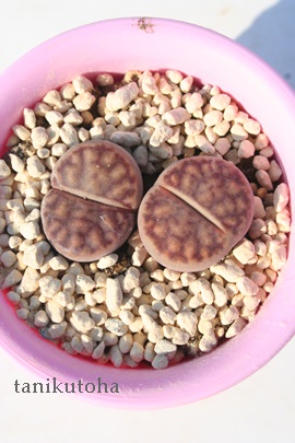  ,Ⴍ񂬂傭Ag[vX-Lithops bromfieldii var. mennellii