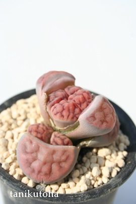 U[Ag[vX-Lithops 