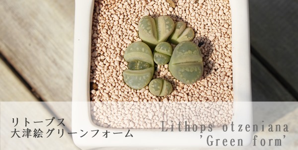 ÊGO[ Ag[vX-Lithops otzeniana 'Green form'