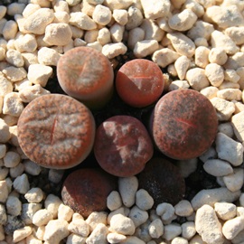 M@xr[Ag[vX-Lithops lesliei