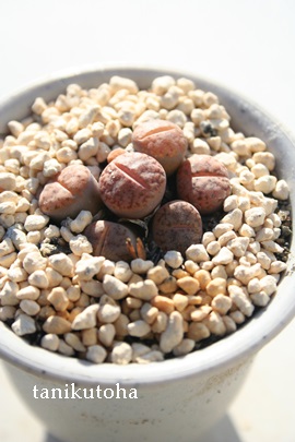 IʁAg[vX-Lithops turbiniformis