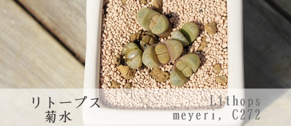 eʁ@C272xr[Ag[vX-Lithops meyeri C272