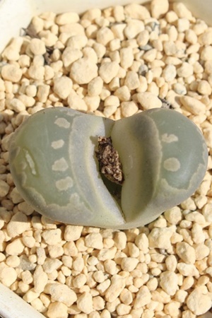 ʁ@xr[Ag[vX-Lithops fulviceps var. fulviceps
