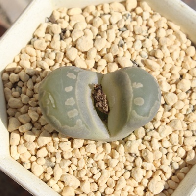 ÊG,n}~Yiȃg[vX,g[vX̒ʔ,g[vẌĕ₵-Lithops ootue,
