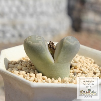 ÊG,n}~Yiȃg[vX,g[vX̒ʔ,g[vẌĕ₵-Lithops ootue,g[vX-Lithops meyeri C272