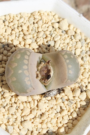 g[vXwRmtBclhwAg[vX-LithopsX Conophytum