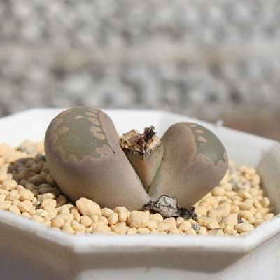 ÊGsN,n}~Yiȃg[vX,g[vX̒ʔ,g[vẌĕ₵-Lithops ootuepink,