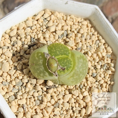 }JCg,n}~Yiȃg[vX,g[vX̒ʔ,g[vẌĕ₵-Lithops Malachite,