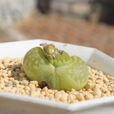 }JCg,n}~Yiȃg[vX,g[vX̒ʔ,g[vẌĕ₵-Lithops Malachite,