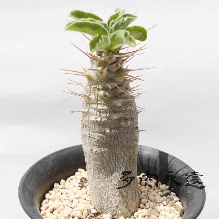 nApL|fBE-Pachypodium saundersii