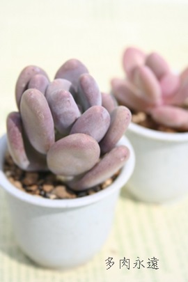 l,قтApLtBc-Pachyphytum OVIFERUM