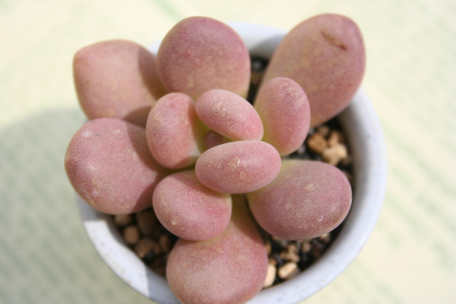 l,тApLtBc-Pachyphytum 'TUKIBIJIN'