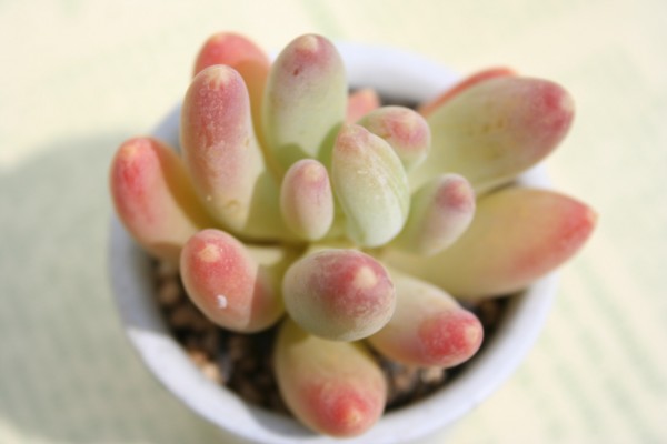 l,傤тApLtBc-Pachyphytum 'KYOUBIJIN'