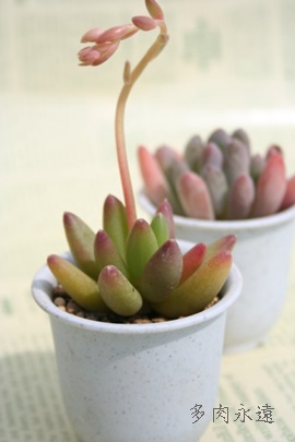 jtApLtBc-Pachyphytum uniflorum