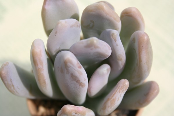 lAӂтApLtBc-Pachyphytum bracteosum