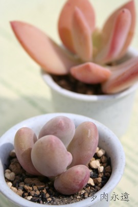 A}]lXApLtBc-Pachyphytum ovifelum 'AMAZONES'