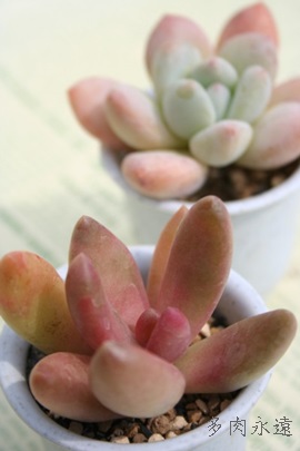 Irf,IrfĕB₵,Irf,Irfgt,pLtBc-Pachyphytum ovilide