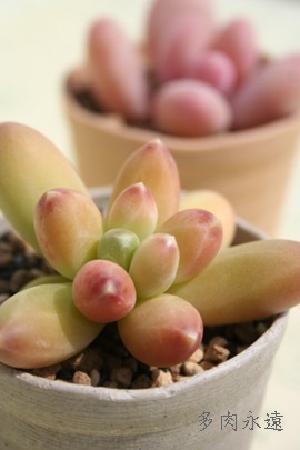 uNeIT,uNeITĕB₵,uNeITgt,uNeIT,pLtBc-Pachyphytum bracteosum