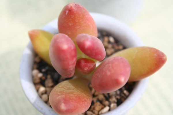 tBgCACApLtBc-Pachyphytum fitruii