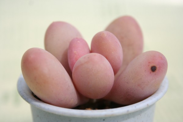 tChApLtBc-Pachyphytum oviferum 'FRAID' 