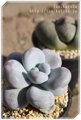 BIrtFApLtBc-Pachyphytum oviferum