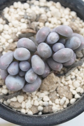 BIrtFApLtBc-Pachyphytum oviferum