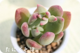 XB[gLfB[ApLxA-Pachyveria cv 'cornelius'