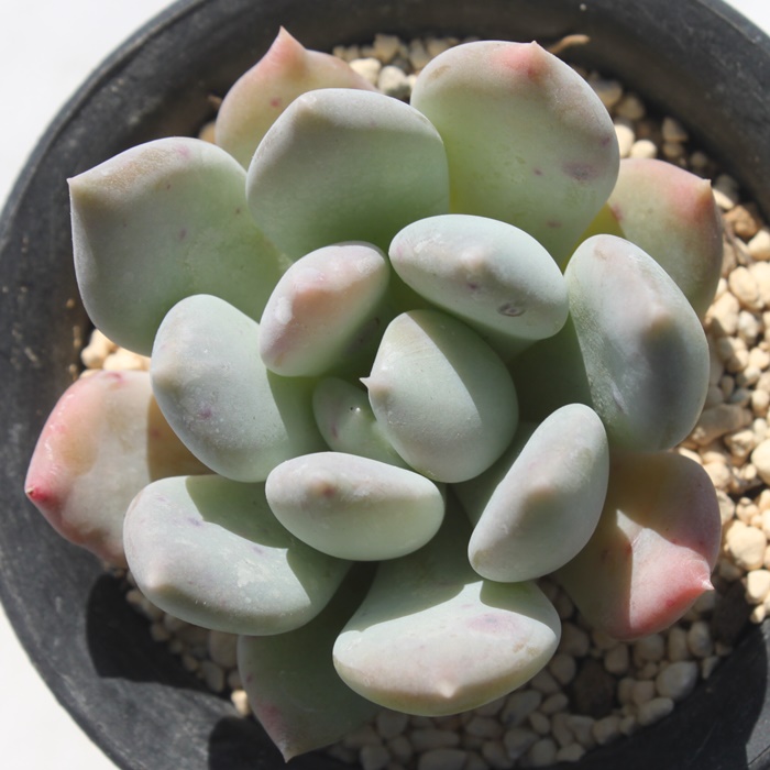  XlApLxA-Pachyveria icicle beauty