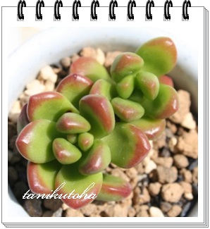 ۗt̗΂܂͂܂݂̂ǂAZ_-Sedum lucidum