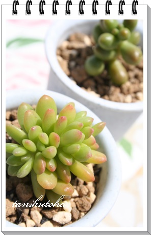 ۗt̗Βԉ,܂͂܂݂̂ǂĂAZ_,Sedum lucidum crest