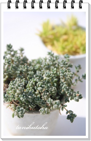 urtHE,urtHEnA,urtHEĕB₵,urtHEgt,urtHEʔ,Z_-Sedum brevifolium