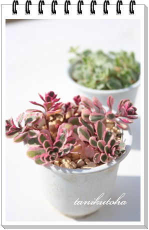 gJ[AOFZ_AZ_-Sedum spurium cv. Tricolor 